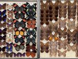 many different types of butterflies in a display case