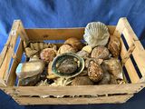 une boîte en bois remplie de coquillages, sur fond bleu