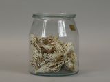 a glass jar filled with shells on a white surface