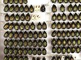 a lot of beetles that are on display in a glass case