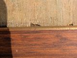 a close up view of a wooden shelf with a small insect on it