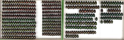 many bottles of beer arranged in a row on the wall