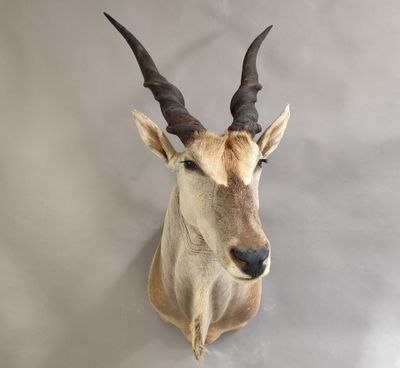 une antilope aux grandes cornes accrochée au mur