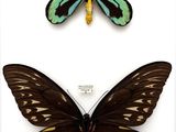 two butterflies are shown in a display case on a white surface