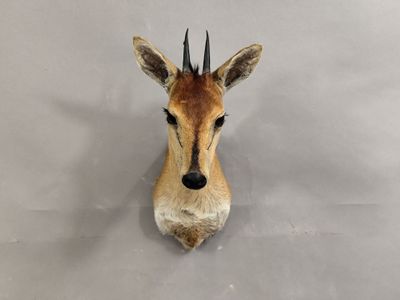 une tête d'antilope accrochée au mur d'une pièce