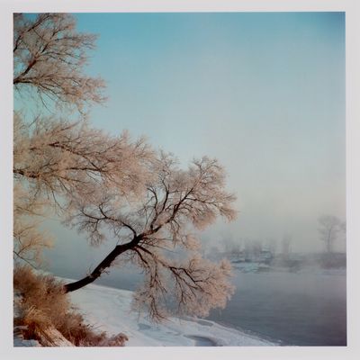 a picture of a tree in the snow by the water