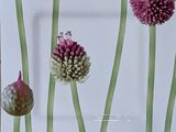 Photo 1/2 du lot