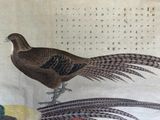 a painting of a pheasant standing on a table