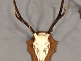 two deer heads mounted on a wall with antlers on them