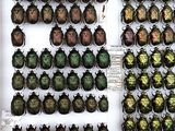 a lot of beetles that are on display in a box