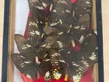 a picture of a picture of a group of butterflies in a frame