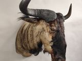 a bull head mounted on a wall with a long horn