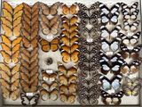 many different types of butterflies displayed in a display