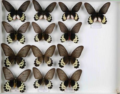 beaucoup de papillons qui se trouvent dans une boîte blanche