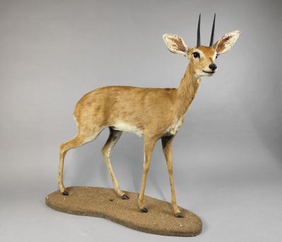une antilope debout au sommet d'un rocher, sur fond blanc
