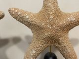 two starfishs that are sitting on top of each other