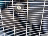a dog that is sitting inside of a cage