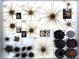 many different types of plants displayed in a white box