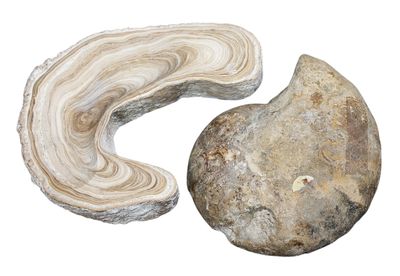 a piece of rock and a piece of rock on a white background