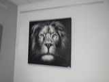 une photo d'un lion noir et blanc accrochée au mur