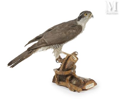 un oiseau perché sur un morceau de bois