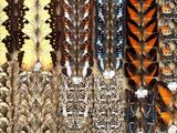 many different types of feathers on display in a display case