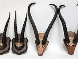three antelope heads mounted on a wall with long horns