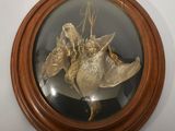 a picture of a picture of a bird in a glass case