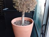 une plante en pot posée sur un rebord de fenêtre