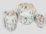 trois figurines d'anges exposées sur le mur