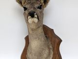 deer head mounted on a wooden plaque on a white background