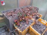 many bins filled with leaves and twigs inside of a greenhouse