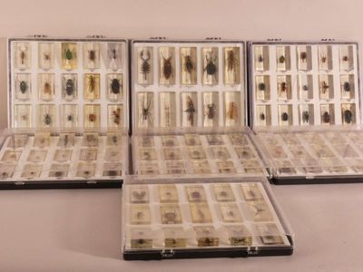 three cases of various insects are lined up on a white surface