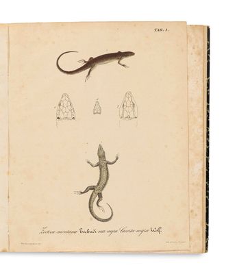 un vieux livre sur lequel figurent des dessins de lézards et d'autres animaux