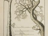 un vieux livre sur lequel figure le dessin d'un arbre et d'un oiseau