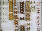 many different types of butterflies on display in a glass case