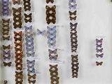 de nombreux types de papillons différents présentés dans une vitrine