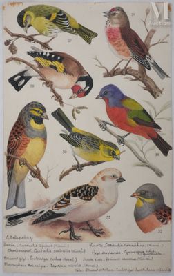 de nombreux oiseaux perchés sur les branches d'un arbre