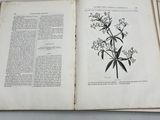 an open book with a drawing of a plant on it
