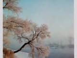 a picture of a tree in the snow by the water