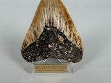 a close up of a fossil tooth on a display stand