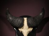 un crâne d'animal accroché au mur d'une pièce sombre