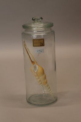 a glass jar with a sea shell inside of it