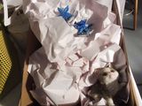 a cat that is sitting in a box on a table