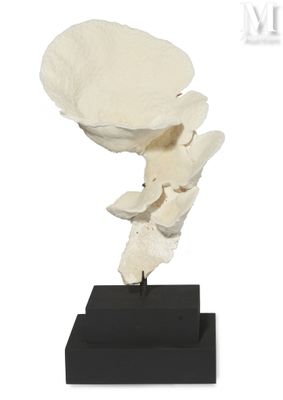 sculpture of a white flower on a black base on a white background