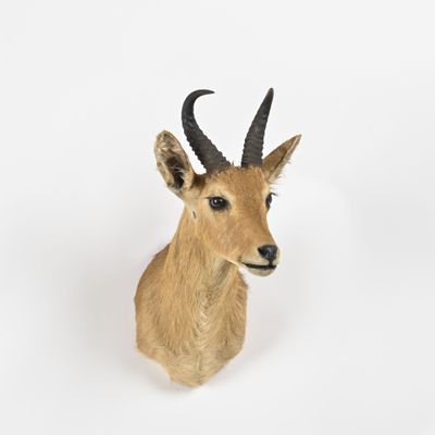 une tête d'antilope accrochée au mur sur un fond blanc