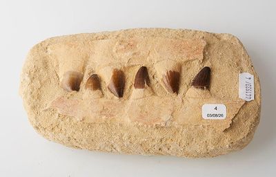 a rock that has some type of animal teeth on it
