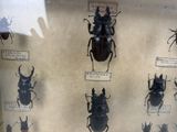 a lot of bugs that are on display in a glass case