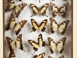 butterflies in a wooden frame on a white surface