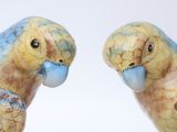 two birds that are standing next to each other